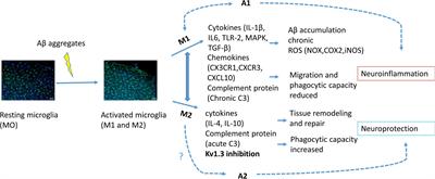 Microglia-Mediated Inflammation and Neural Stem Cell Differentiation in Alzheimer’s Disease: Possible Therapeutic Role of KV1.3 Channel Blockade